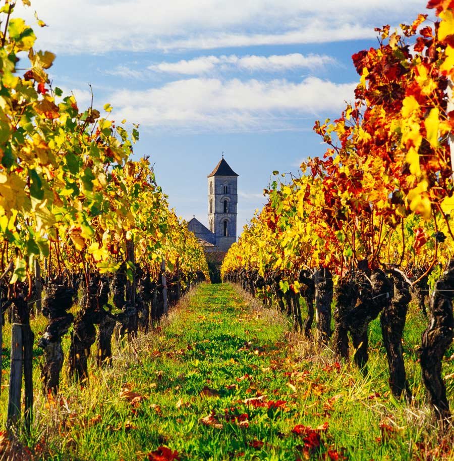 Vigne américaine